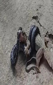 Snake attacks eat Gecko | Hugh Best