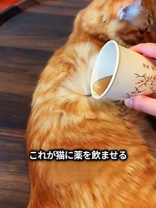 猫に薬を飲ませる方法：液体薬の簡単テクニック