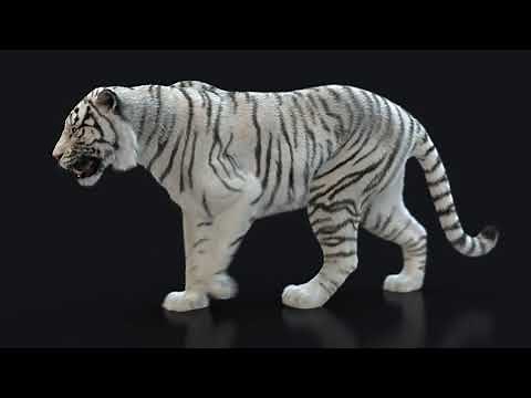 White Bengal Tiger walking cycle (Xgen-core)