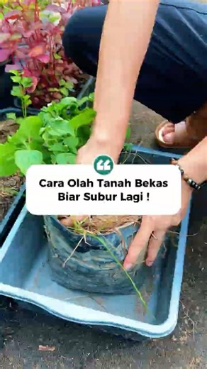 How to Revitalize Used Soil to Make It Fertile Again 🌿