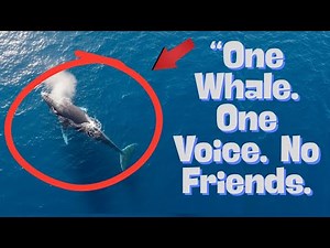 “52Hz: The Loneliest Whale on Earth”