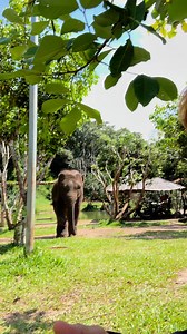 Bank Mahout on Reels