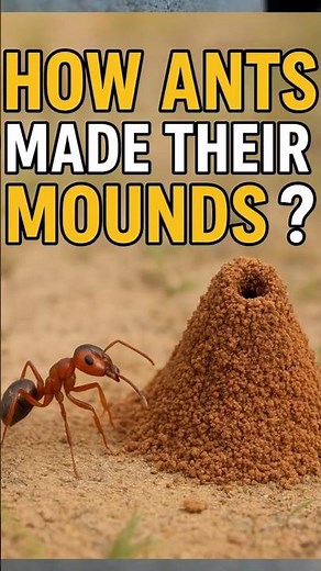 How Ant Made their Mounds? #AntMounds