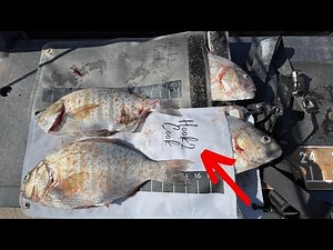 Testing the Hook2Cook Perch Pouch & another Surf Perch Bait