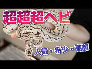 【超高額！】人気で希少な「パステルアザンクラウン」という品種の蛇をご紹介｜モルフ紹介