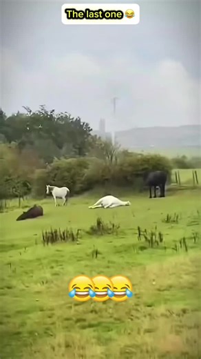 Adorable Voiceovers of Cats and Dogs