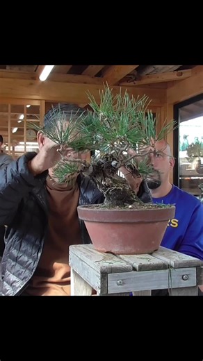 #Bonsai Master Explains How to Work a Grafted Pine