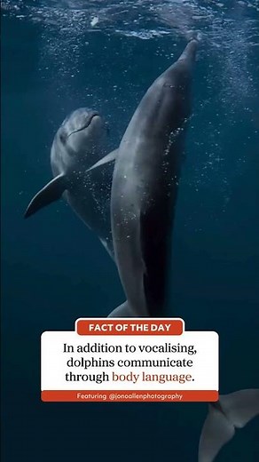 How Do Dolphins Communicate?