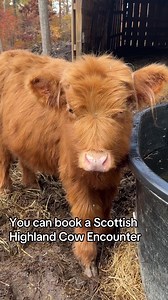 Scottish Highland cow encounters inside the fence are available by appointment with PFARR FARMS Scottish Highlands. During your 1 hour highland cow encounter, you can brush them, feed them, bottle feed the babies, and love on them as much as you want.The cows are affectionately referred to as “grass-eating puppies” and once you experience interacting with their sweet temperaments, you’ll understand why.The hands-on Scottish Highland Cattle experience is available for all ages and you’ll want to 