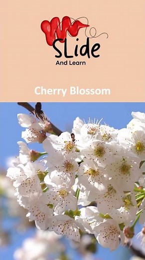 The National flower of Japan | The Beautiful Cherry Blossom