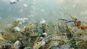 Shrimp in a Tank A mesmerizing underwater scene of a bustling colony of whiteleg shrimp, their translucent bodies shimmering in the filtered light.