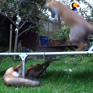These wild foxes are LOVING their new trampoline. | The Dodo