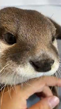 An otter grabs my hand and appeals for me to pet him. #Shorts