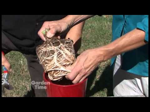 Amaryllis Bulb Care