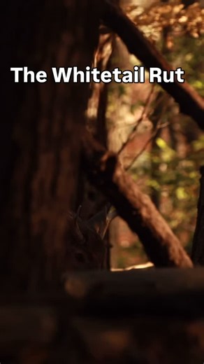 The Whitetails breeding season known as the rut is known underway with bucks on the move in pursuit of receptive does. I got this footage last week of a buck chasing and breeding a doe. In spring this doe may birth a fawn continuing the life cycle of these amazing animals. #wildamerica #outdoors #naturenj #wildlifecinematography #whitetail #whitetailrut #rut #deerseason #whitetaileddeer #njwildlife #woods #outdoors #getoutside #cycleoflife #nature #deerrut #whitetailbuck | John Van Saders