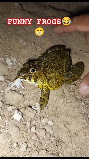 Boing FUNNY FROGS for FUN🐸😁😂 #frog #funny #animals