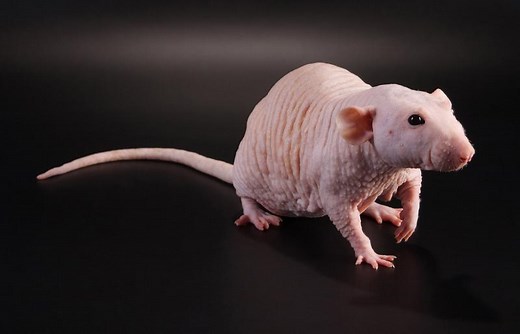 Hairless Pet Rat Facts, Lifespan and Care Guide | LoveToKnow Pets