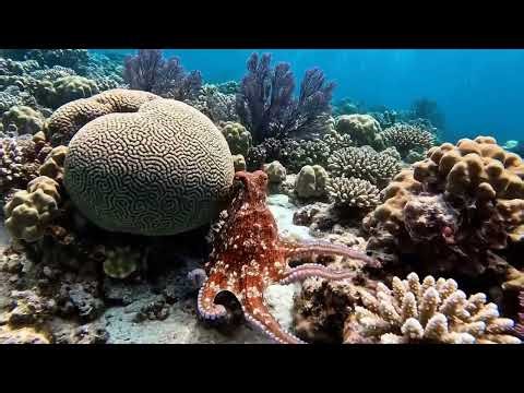 Octopus Changing Color | Free To Use