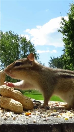 Eastern chipmunk takes a peanut from the pile