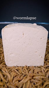280K views · 1.9K reactions | Mealworms vs. Tofu. Visit https://wormlapse.info and share your ideas on what to feed the worms! #food #timelapse #Mealworms | WormLapse | Facebook