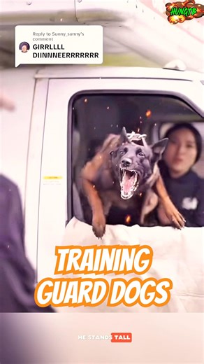 💯👮 training guard dogs🫶#pets #malinois #gooddog #trending #smartdog