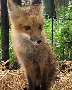 1.2K views · 101 reactions | #fox facts 力 Foxes have large,...