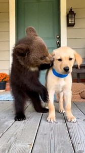 Adorable Little Bear & Puppy - Best Friends Play Together 💕 #fblifestyle #bears #puppy #animallover #doglover #petlovers #fbreels | Animals & Pets