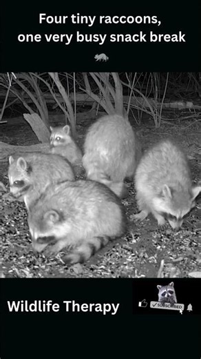 4 Baby Raccoons Munching Together 🦝 | Adorable Raccoon ASMR