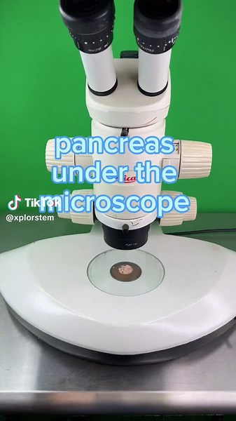pancreas in under the microscope ‼️‼️⚠️#pancreas #science #microscope #scienceexperiments #tissue #cells #gross #organs #fyp #fpp #xplorstem