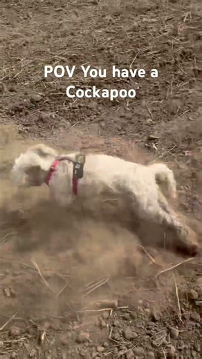 POV You have a Cockapoo #dogshorts
