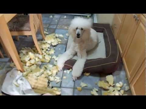 Guilty Standard Poodle Puppy