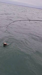 JW Premium Blackfish Jigs are FULLY restocked for the rest of the season! Get yours today~ Link to Blackfish Jigs: bit.ly/JWblackfishjigs | Tackle World