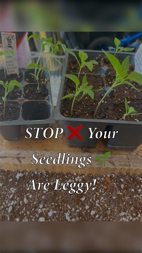 Stop ❌Letting Your Seedlings Get Leggy with these 4 Garden Tips!