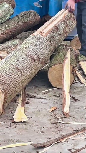 Peeling the thick bark off a large tree log using a traditional metal draw knife tool.