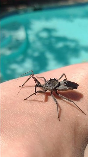 Giant North American Wheel Bug