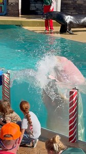 Walrus #walruses #animals | Buckyツ