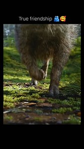 🦁 The Lion King 👑 “Remember who you are.” 🌅✨ A timeless Disney classic about family, courage, loss, and finding your place in the Circle of Life 🌍💛 From Simba’s journey to unforgettable songs like Hakuna Matata 🎶—this movie hits the heart every time. 🎬 Movie: The Lion King (1994) 🎭 Genre: Animation • Adventure • Drama • Family 🎵 Vibe: Emotional, inspiring, nostalgic 📺 Where to watch: Disney (Disney Hotstar in India) 🍿.... #Explorepage #explorepost #funnymemes #viralmovies DO follow Mo