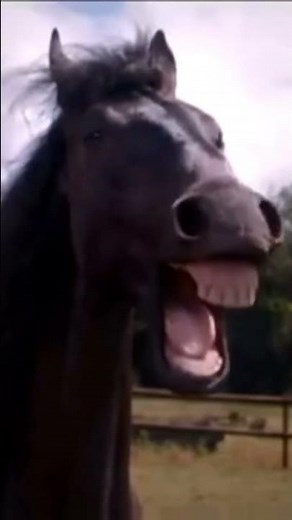 Horse Sound Effects 🐎🔊 | Real Neighs, Whinnies & Gallops in HD Audio#ytshorts