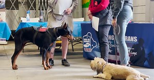 Trainer and owners discuss service dogs and unique protections