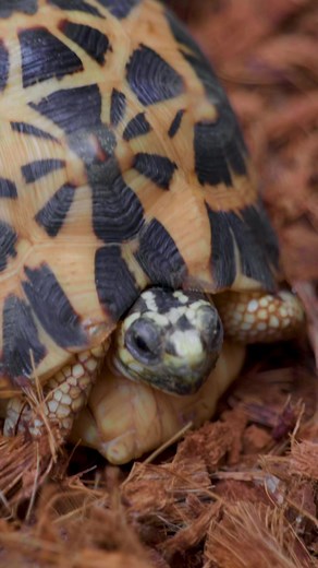 3.1K views · 284 reactions | Turtle or Tortoise? Can you shell the difference? Tennessee Aquarium | Jungle Jordan | Facebook