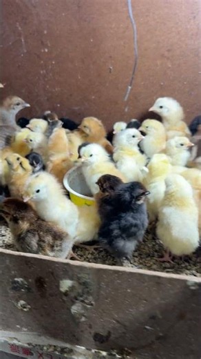 100 Chicks growth in brooder day 10
