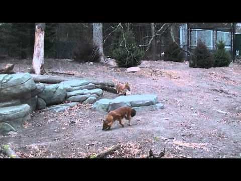Minnesota Zoo Asian Wild Dogs ("Dhole")