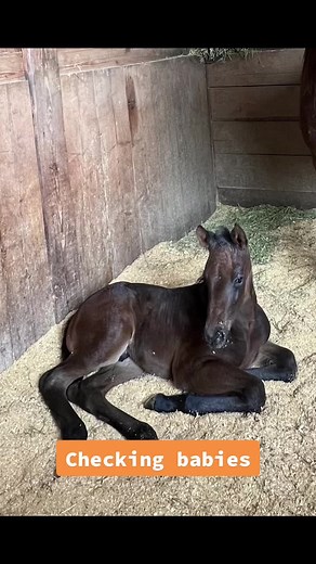 Austin_RoyalRoofingSolar on TikTok