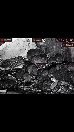 Nighttime Rat Hunter: Effective Pest Control Techniques