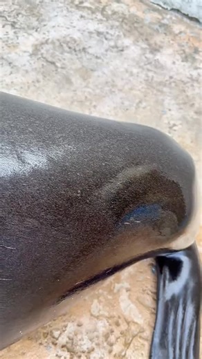 jin 勤 on Instagram: "That throbbing motion though 🫣 #sealion #seal #wildlife #cute"