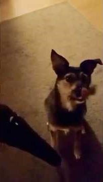 Zerstörungswut 😅 #dog #dogshorts #doggielife #hundespielzeug #shorts