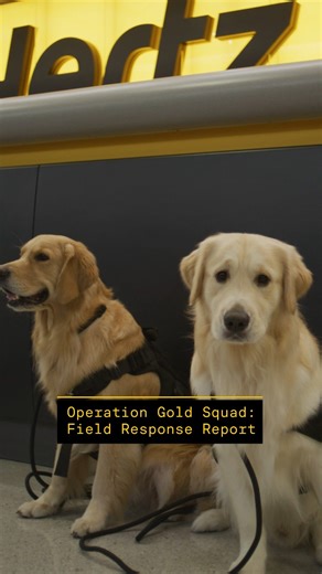 We sent the Hertz Gold Squad into peak travel madness. Turns out, golden perks with Hertz Gold Plus Rewards beat travel stress every time. 🐾 #hertzgoldsquad #goldenretriever #dogsofinstagram | Hertz