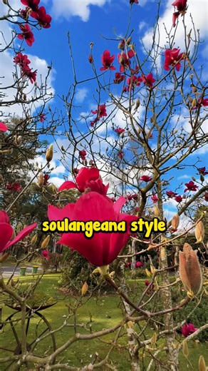 It’s crazy to think how many plants wouldn’t exist if it wasn’t for the ingenuity and resilience of plant breeders. Buy Vulcan Magnolia here: https://www.thetutuguru.com.au/shop/magnolia-vulcan/ #HelloHelloPlants #VulcanMagnolia #GardenMakeover #GardenGoals #LandscapeDesign #AussieGardens #GardenInspo #SmallGardens #PlantPlanning #GardenExperts #floweringtrees #springblossoms | Hello Hello Plants & Garden Supplies