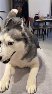 Rebellious Husky's Midnight Showoff: A Cat's Joy Unleashed