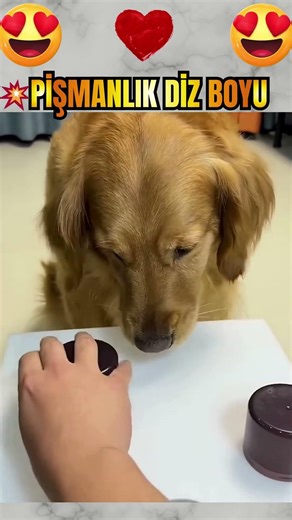 💥Köpekçik Öyle Bir Seçim Yapıyor ki😱😂#köpek #dog #doglove #viral #dogshorts #pets #funnyanimals #lol